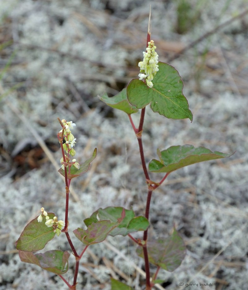 Parogonum ciliinode photo 4