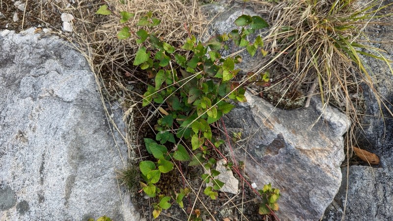 Parogonum ciliinode photo 5