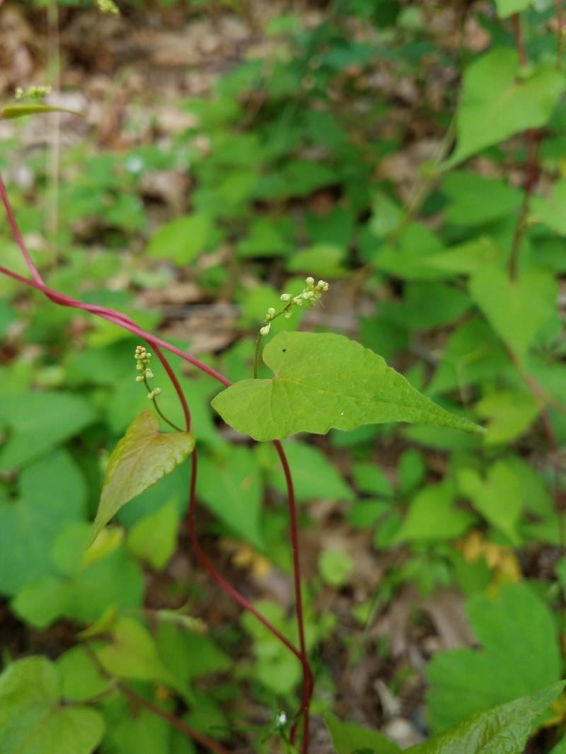 Parogonum ciliinode photo 6