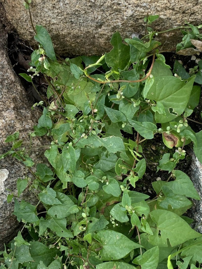 Parogonum ciliinode photo 7