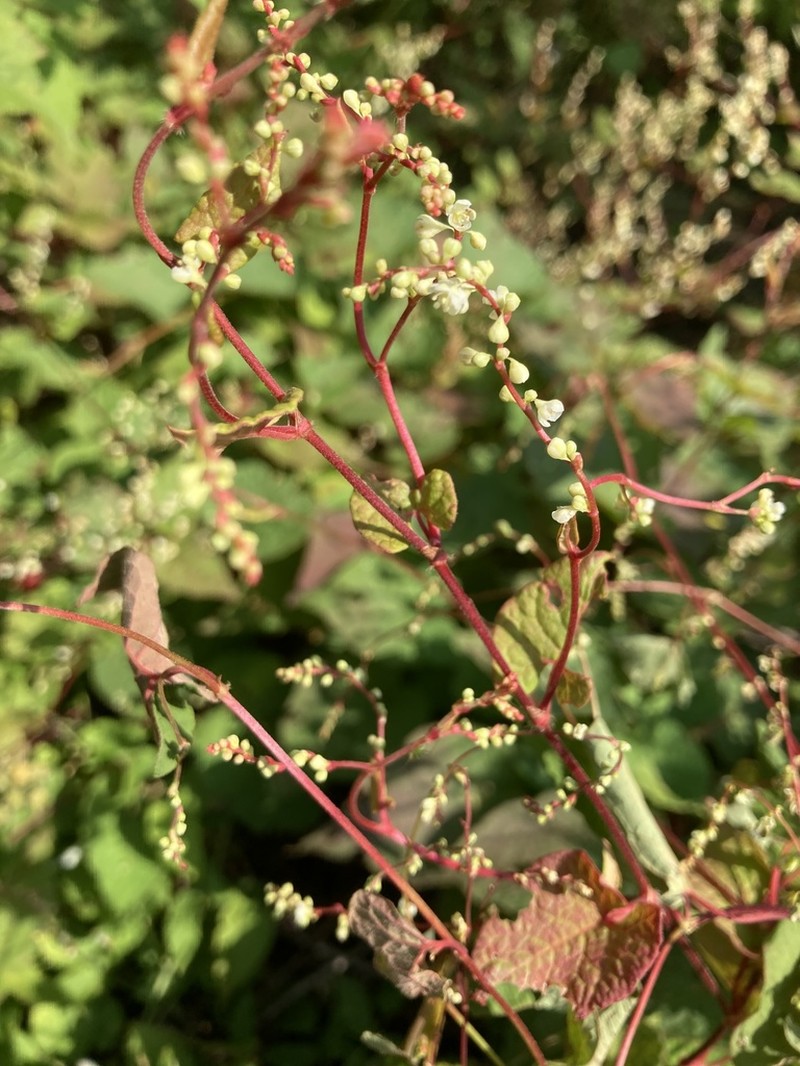 Parogonum ciliinode photo 8