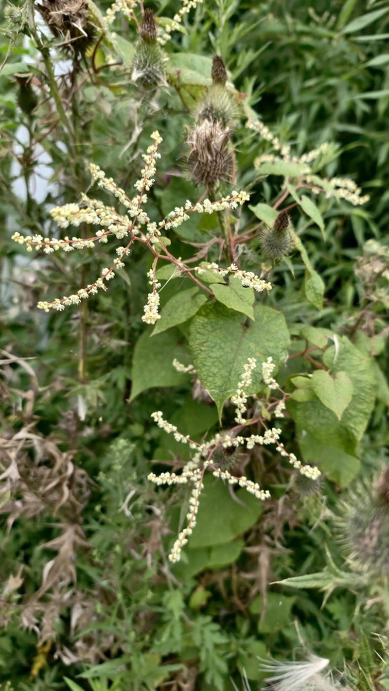 Parogonum cynanchoides
