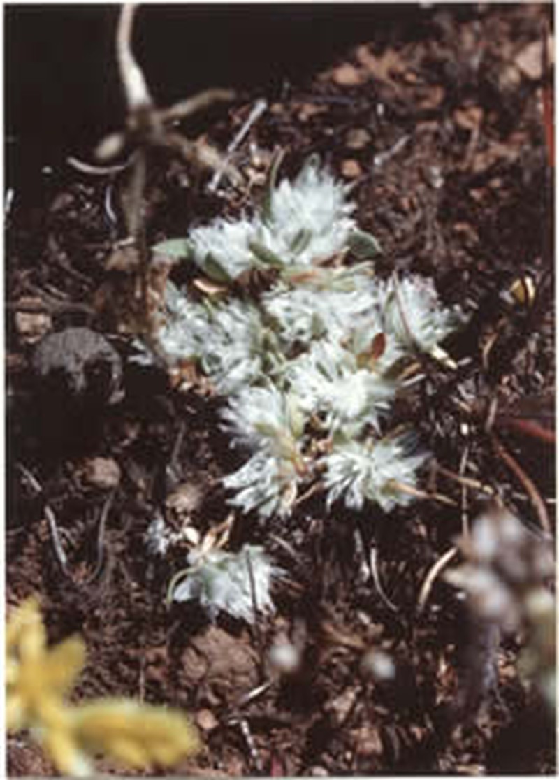 Ahart's Nailwort