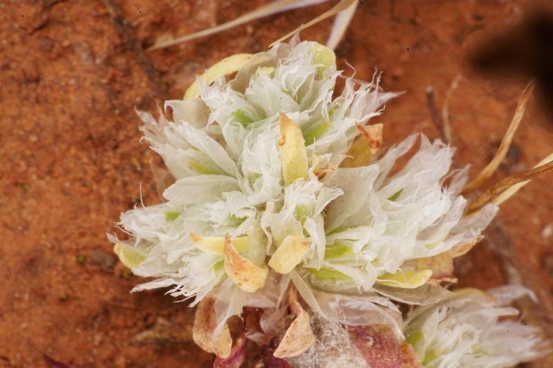 Ahart's Nailwort photo 2