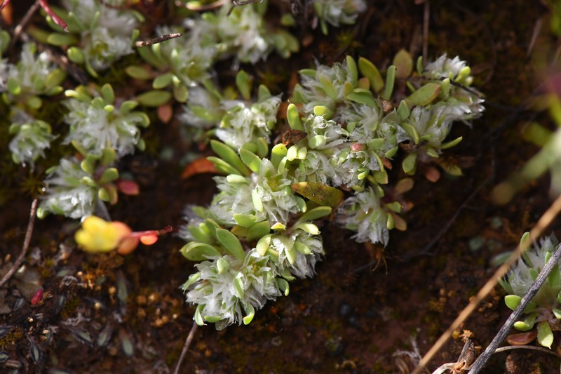 Ahart's Nailwort photo 3