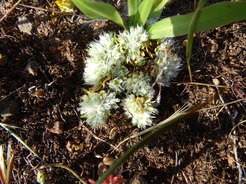 Ahart's Nailwort photo 4