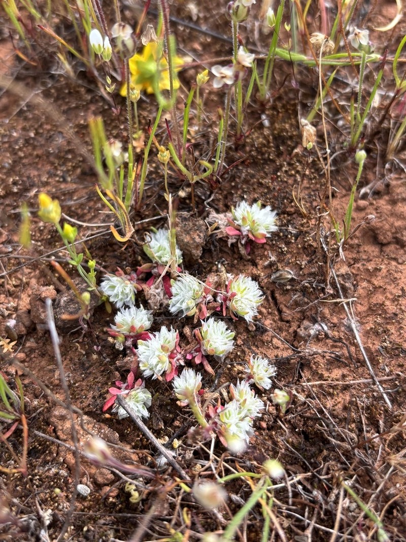 Ahart's Nailwort photo 5