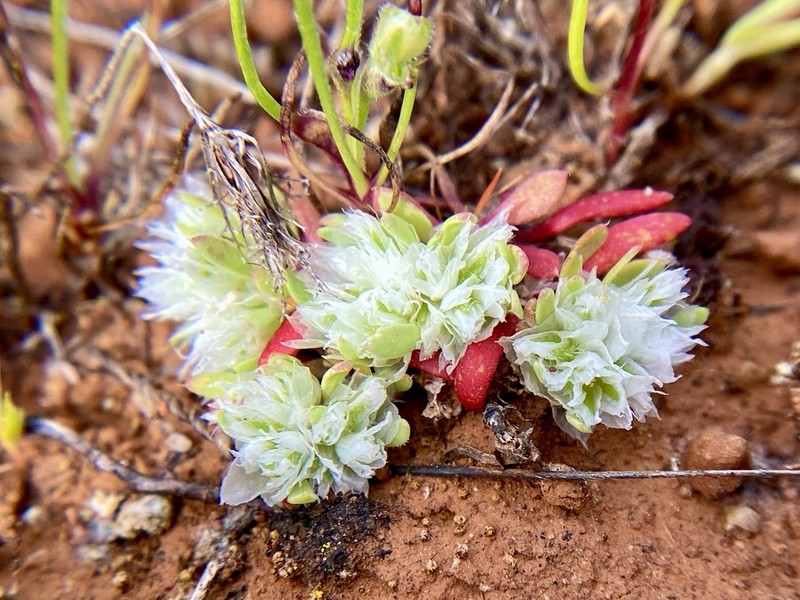 Ahart's Nailwort photo 6