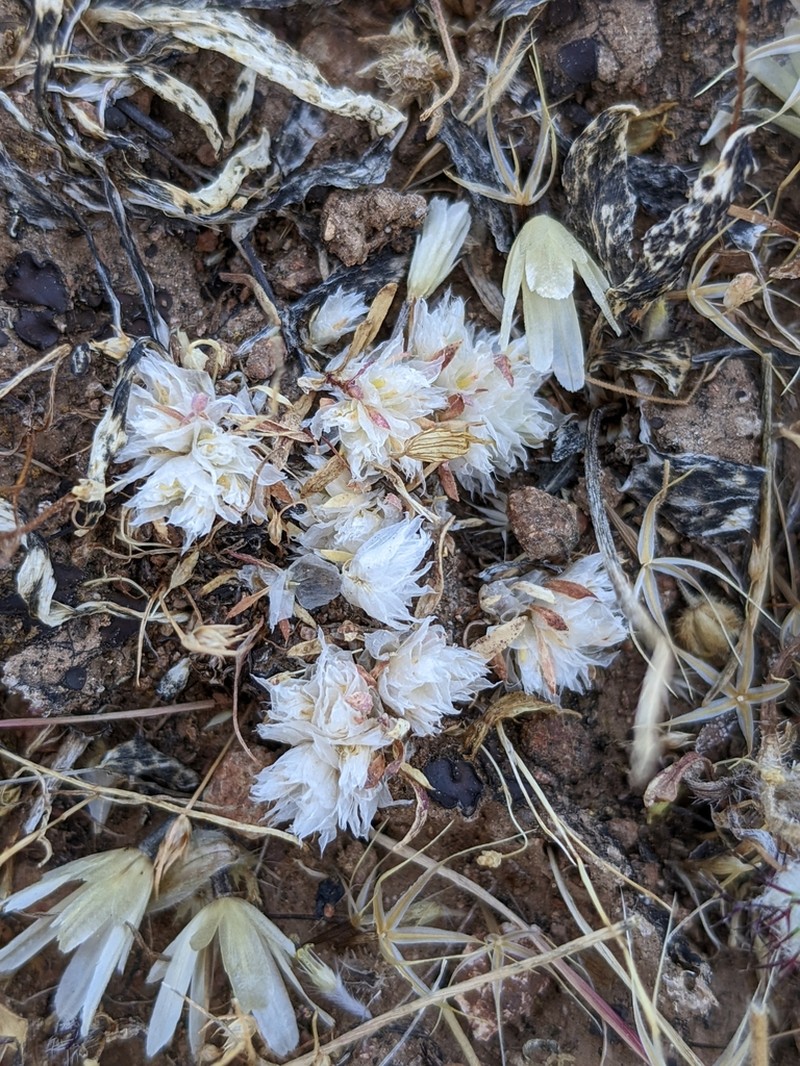 Ahart's Nailwort photo 7