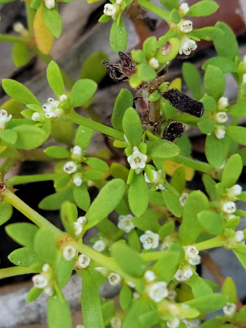 American Nailwort