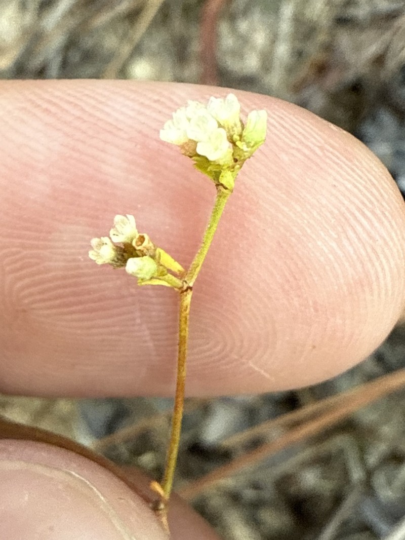 American Nailwort photo 2