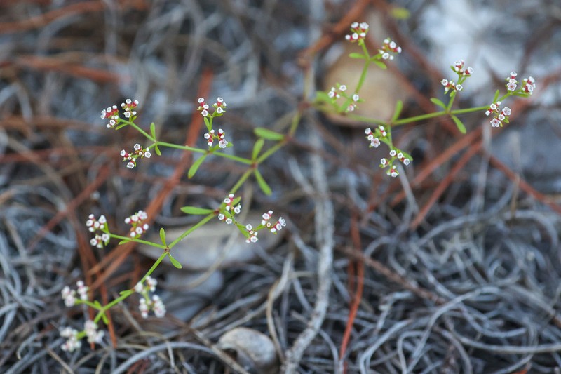 American Nailwort photo 3