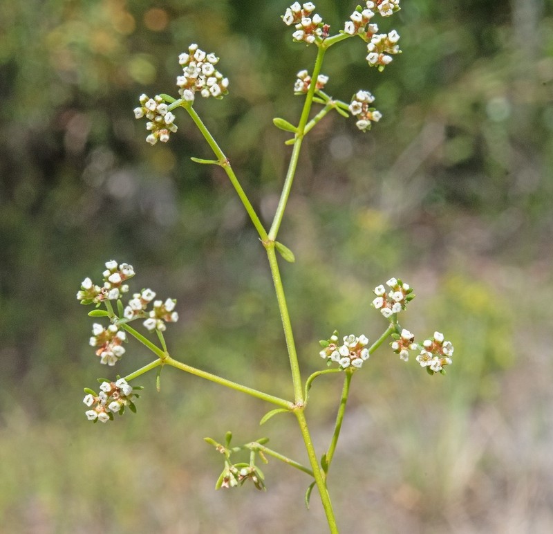 American Nailwort photo 4