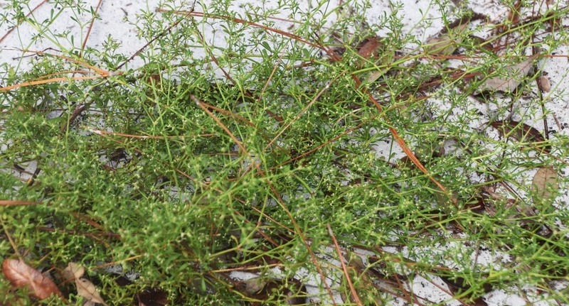 American Nailwort photo 5