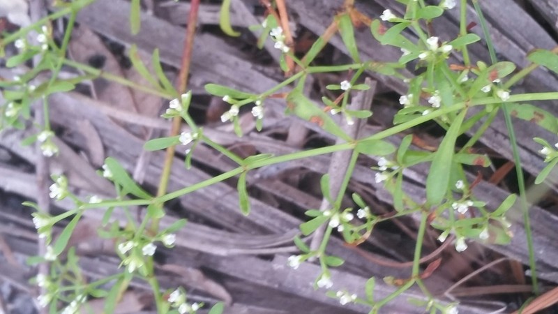 American Nailwort photo 6