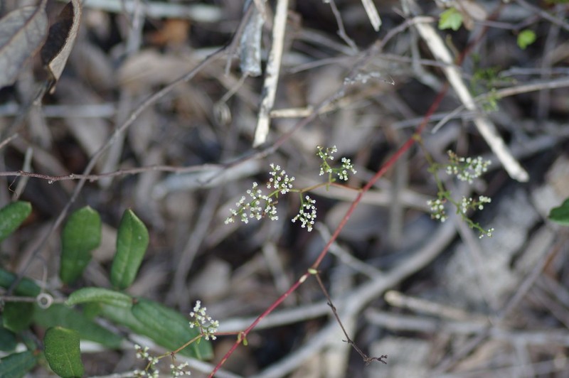American Nailwort photo 7