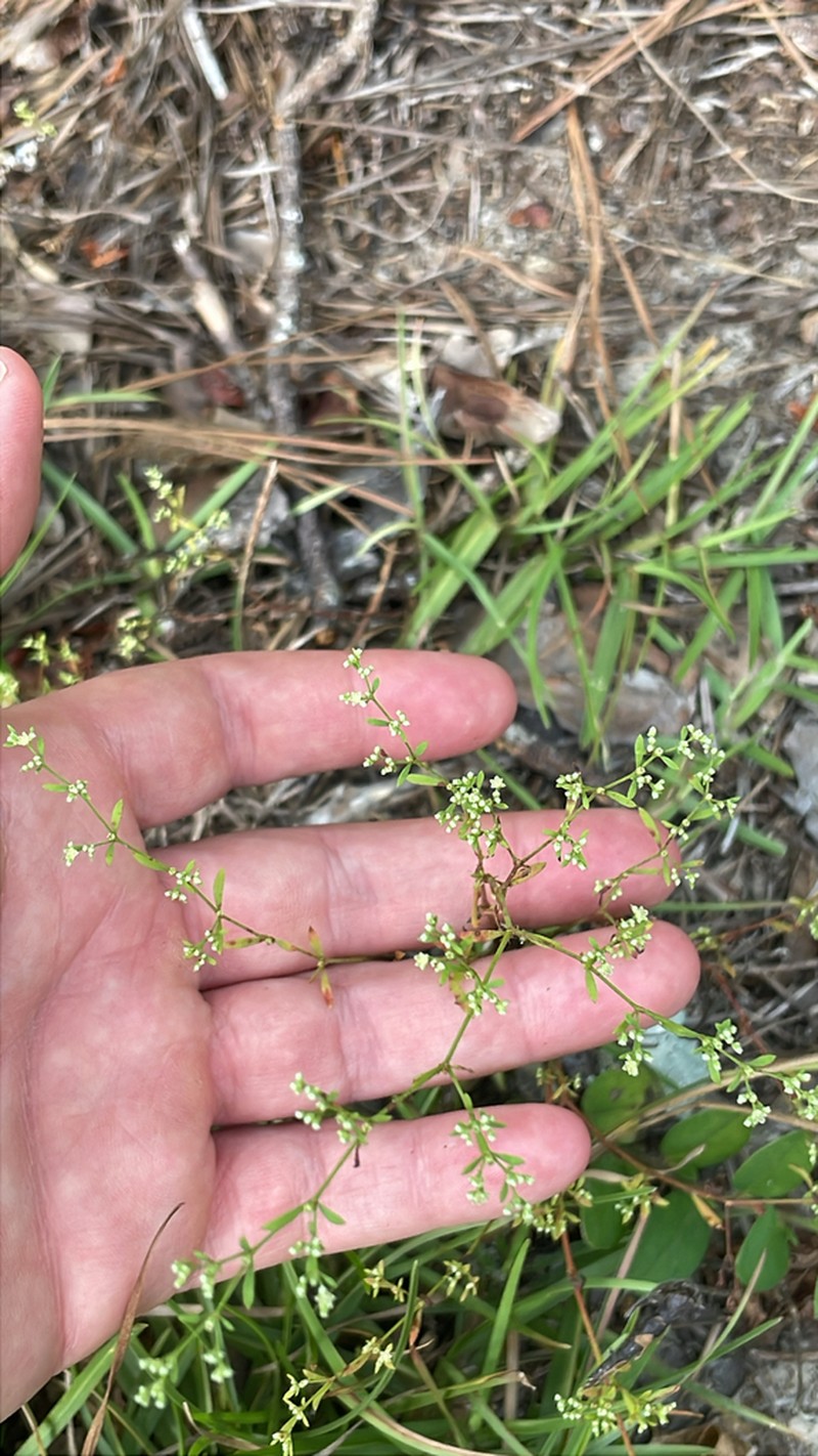 American Nailwort photo 8