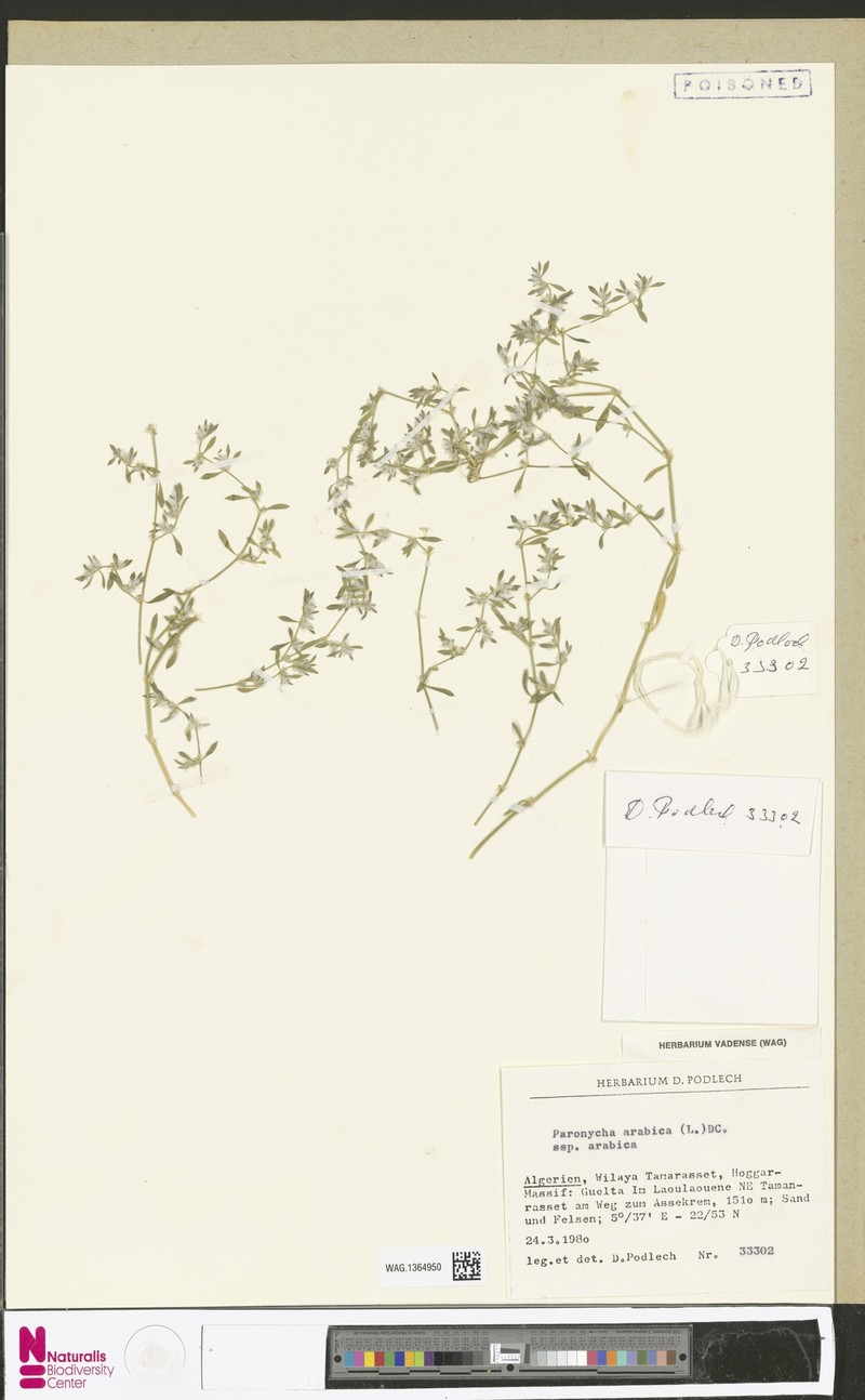 Paronychia arabica subsp. arabica photo 2