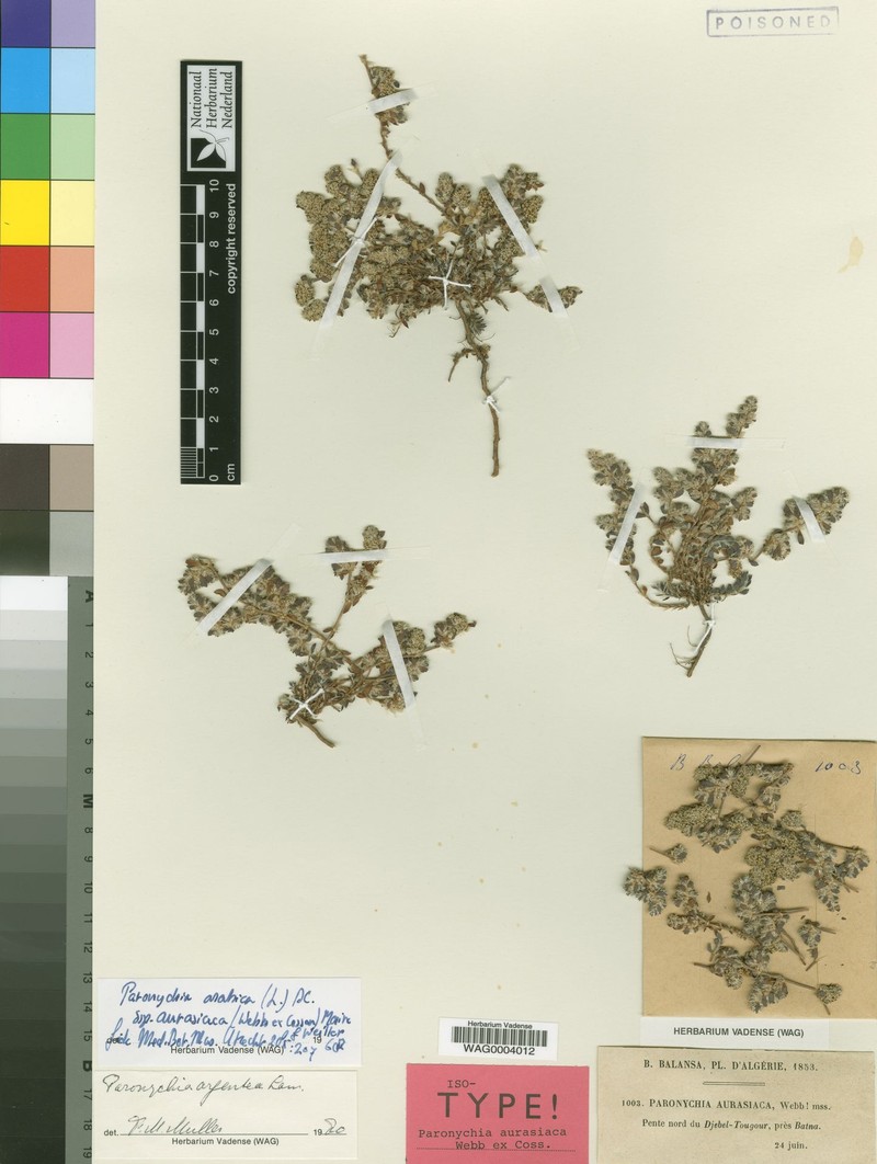 Paronychia arabica subsp. aurasiaca