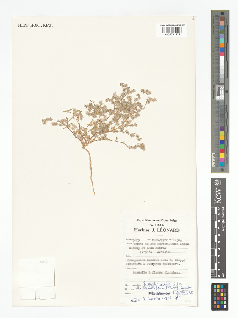 Paronychia arabica subsp. breviseta photo 2