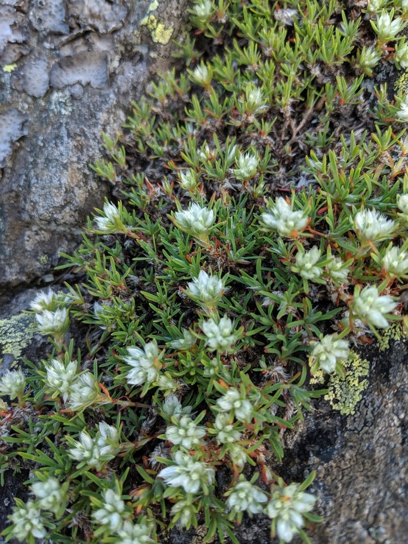 Silvery Nailwort