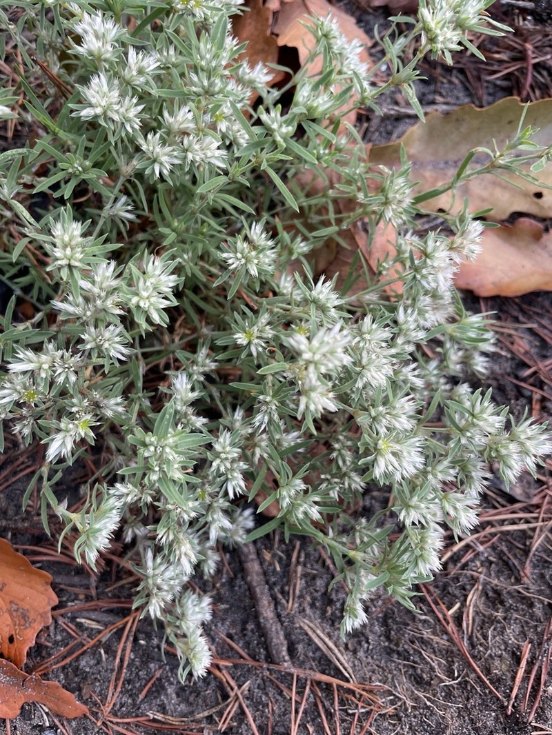 Silvery Nailwort photo 2