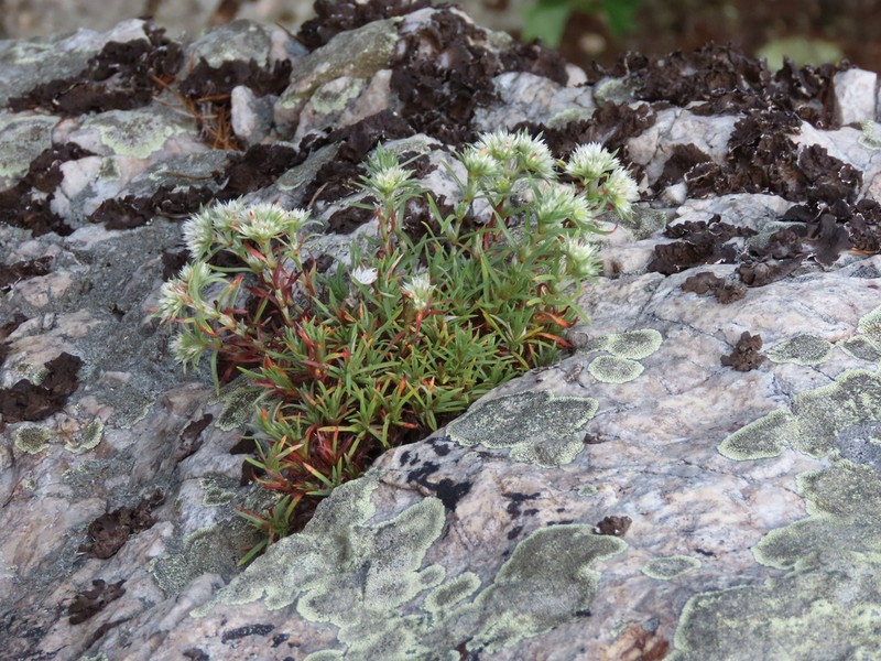 Silvery Nailwort photo 3