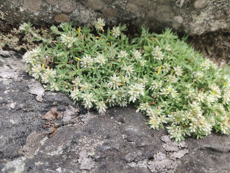 Silvery Nailwort photo 4