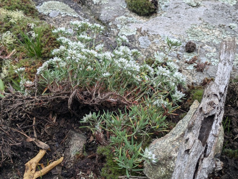 Silvery Nailwort photo 5