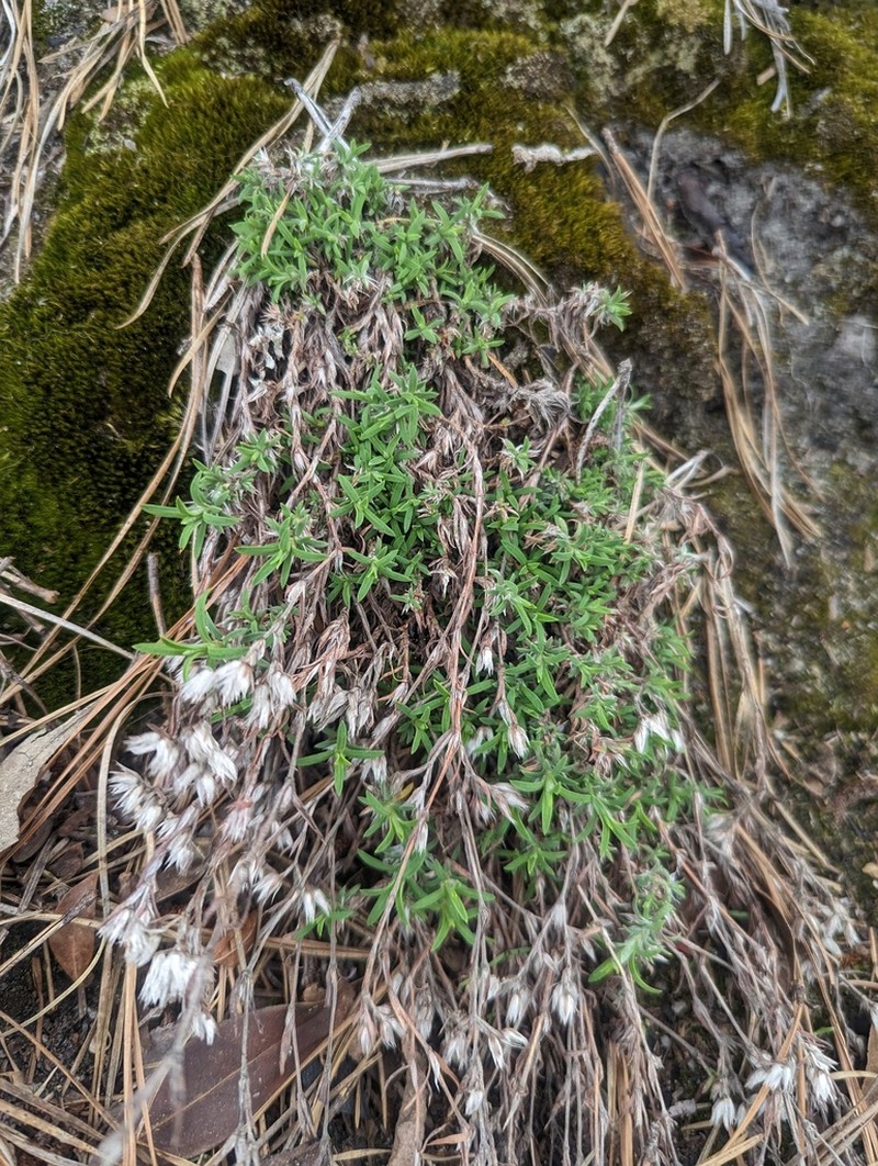 Silvery Nailwort photo 6