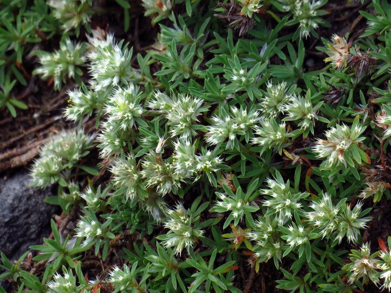 Silvery Nailwort photo 7