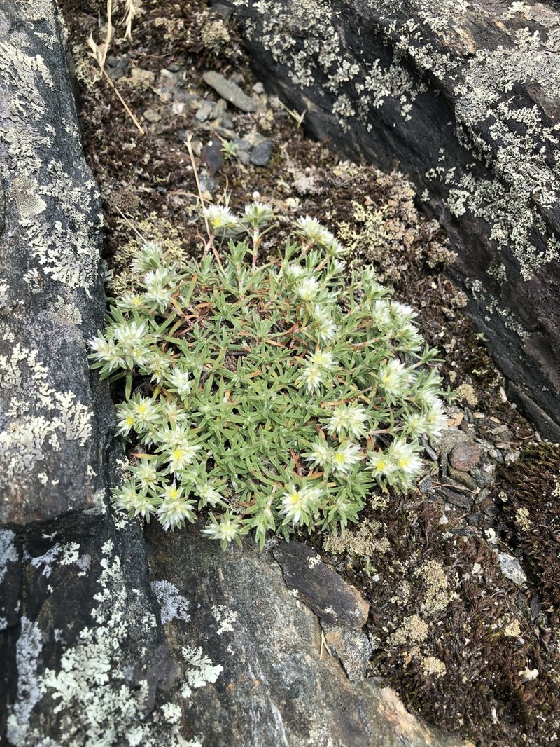 Silvery Nailwort photo 8