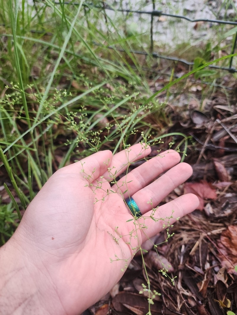 Baldwin's Nailwort