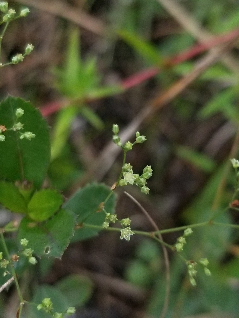 Baldwin's Nailwort photo 2
