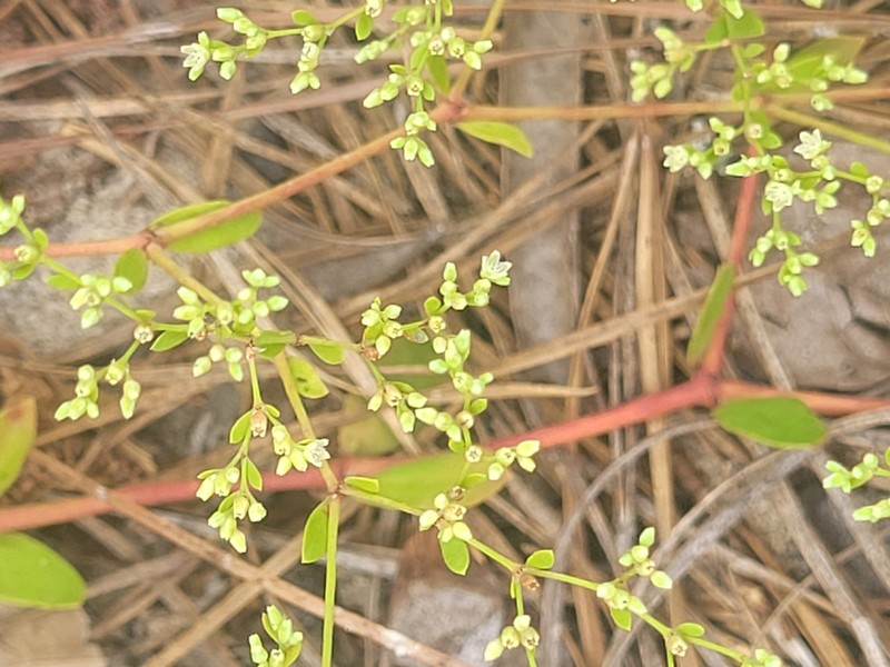 Baldwin's Nailwort photo 3