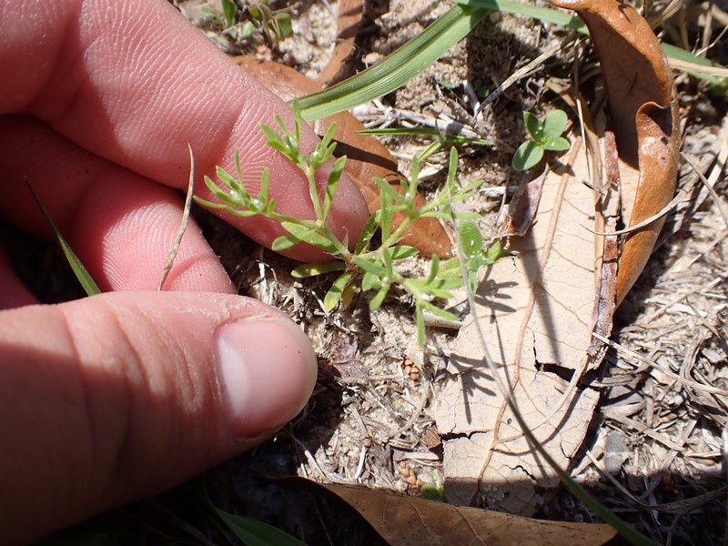 Baldwin's Nailwort photo 4