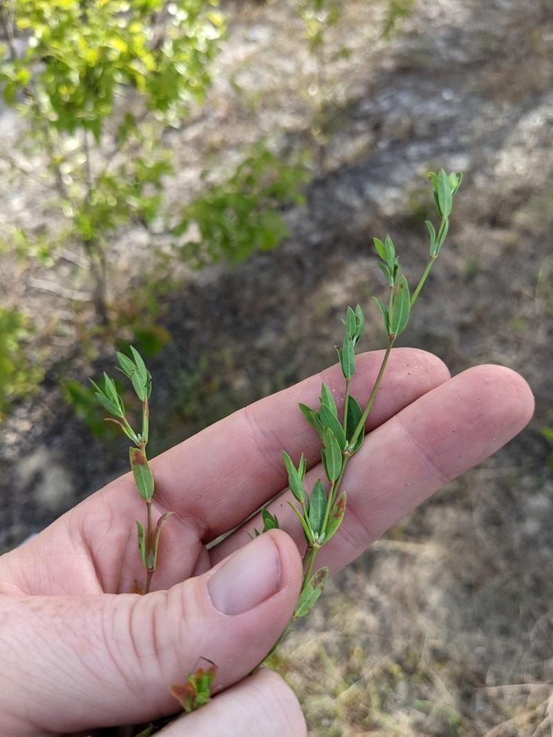 Baldwin's Nailwort photo 5