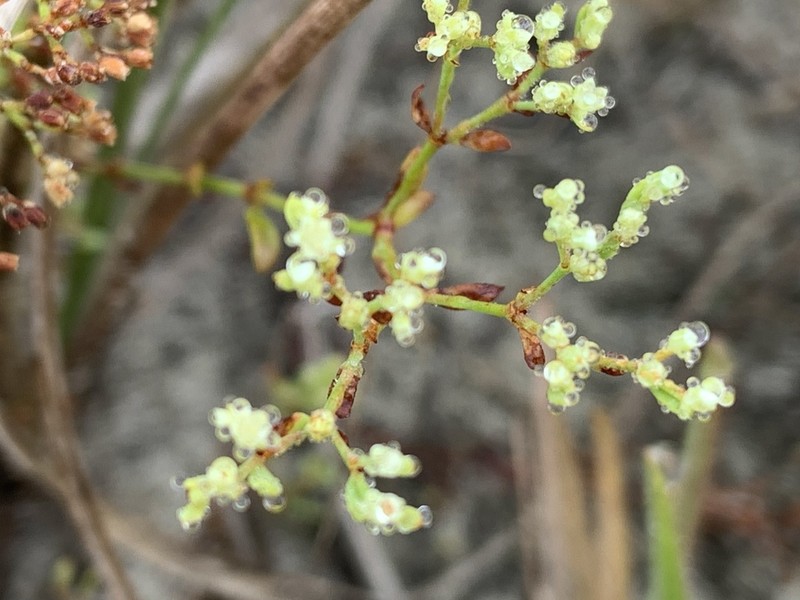 Baldwin's Nailwort photo 6