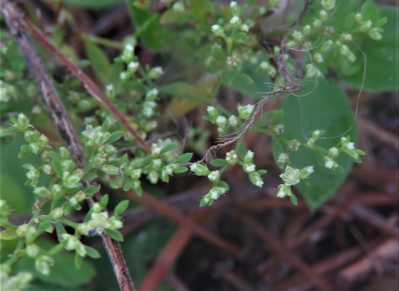 Baldwin's Nailwort photo 7