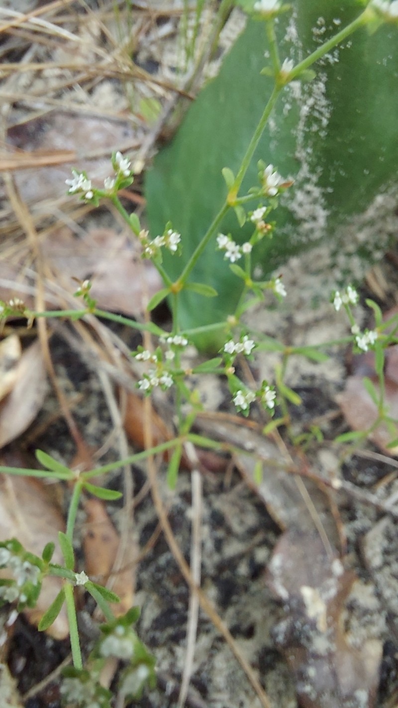 Baldwin's Nailwort photo 8