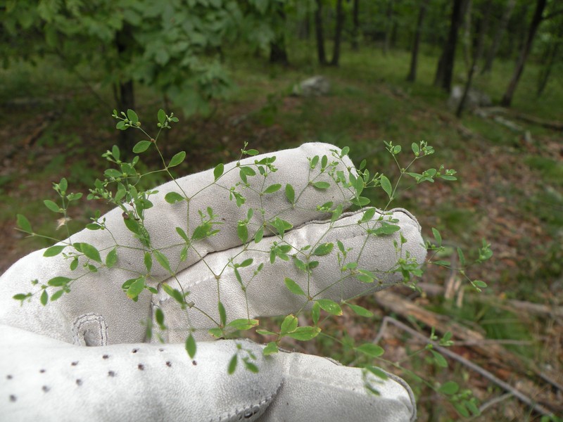 Smooth Forked Nailwort photo 3