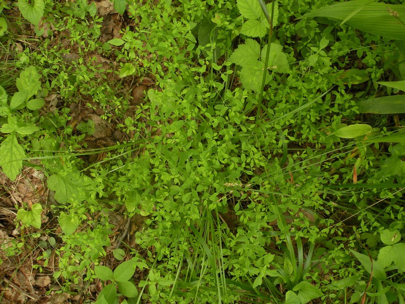 Smooth Forked Nailwort photo 4
