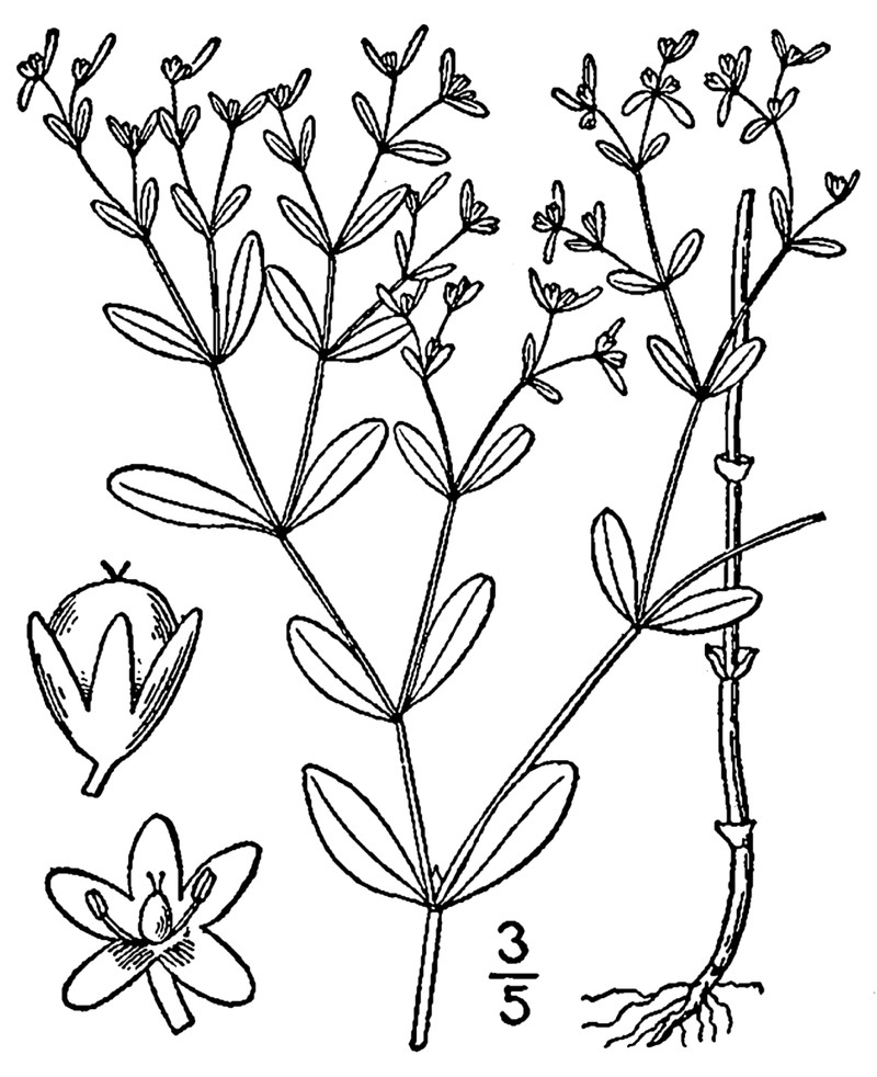 Smooth Forked Nailwort