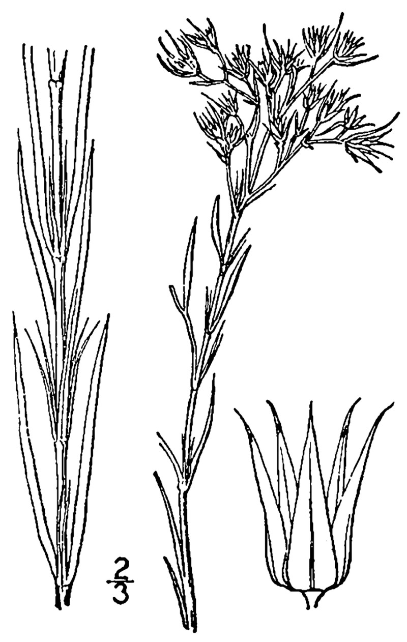Smooth Forked Nailwort photo 2