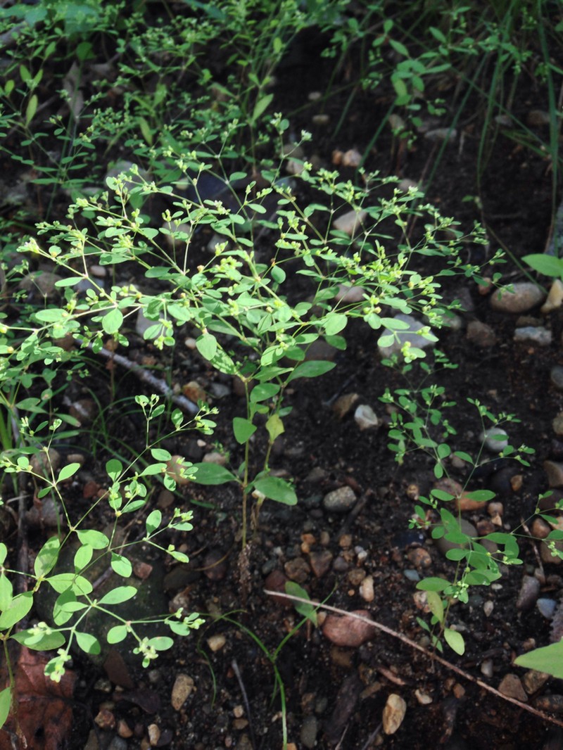Smooth Forked Nailwort photo 4