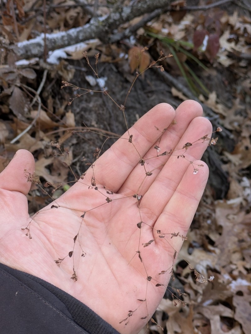 Smooth Forked Nailwort photo 6