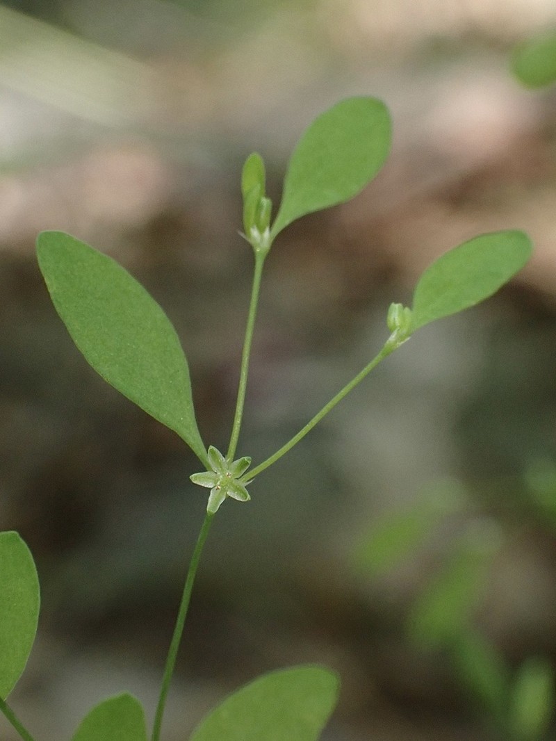Smooth Forked Nailwort photo 7