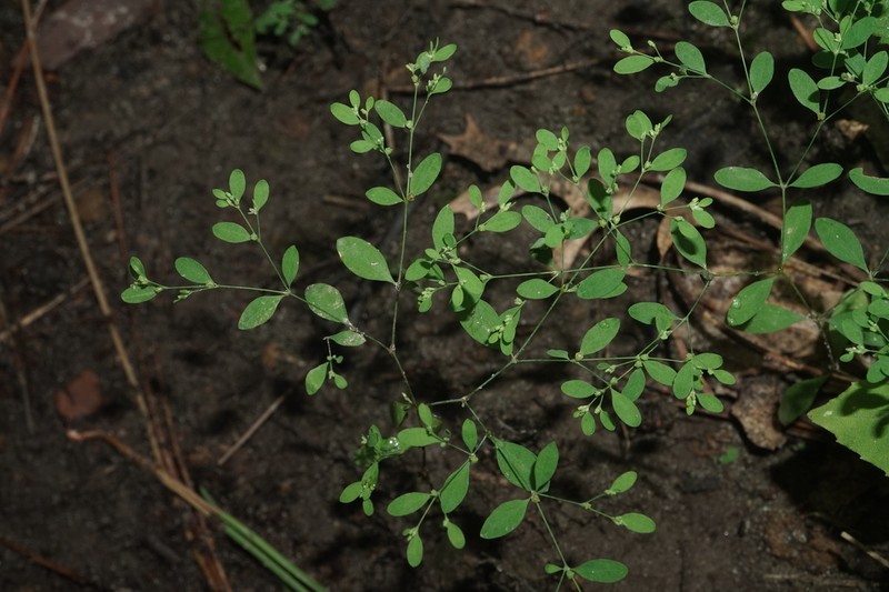 Smooth Forked Nailwort photo 8