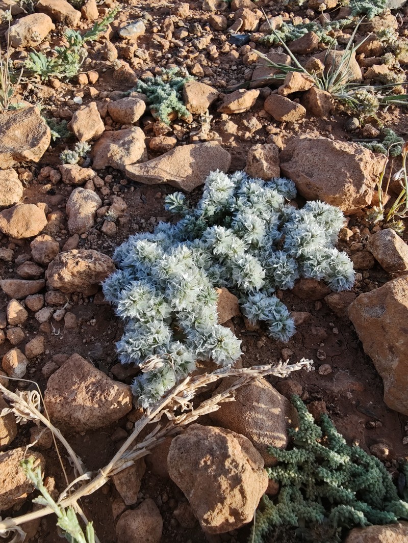 Paronychia capitata subsp. capitata photo 2