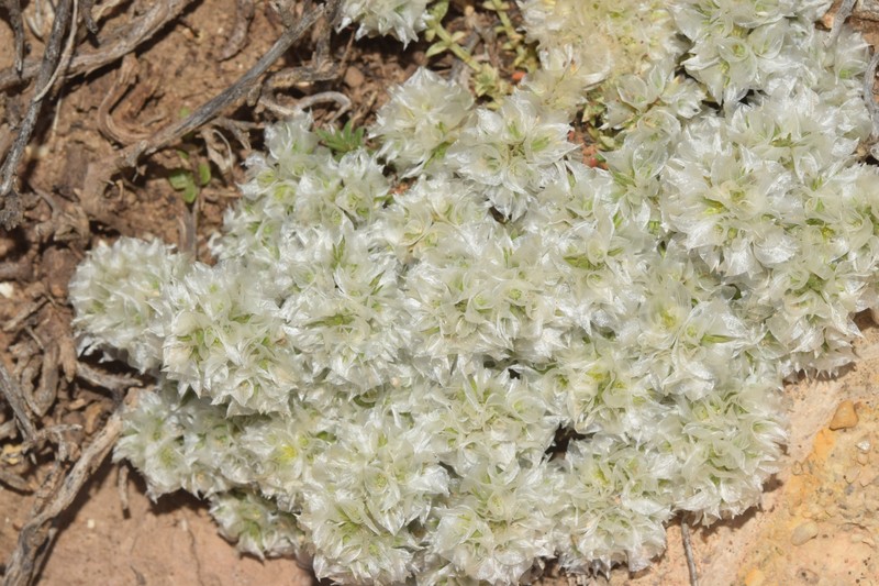 Paronychia capitata subsp. capitata photo 3